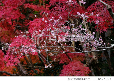Autumn leaves and everlasting cherry blossoms in Kyoto Autumn leaves and everlasting cherry blossoms in Kyoto 118323997