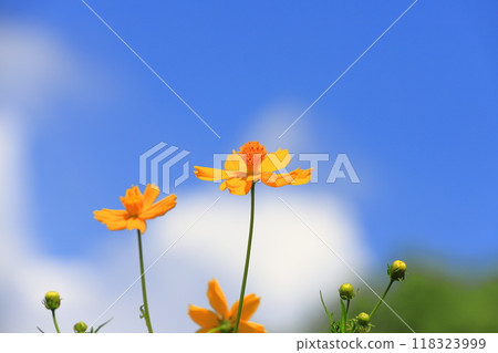 薰衣草宇宙在藍天的襯托下閃閃發光 118323999