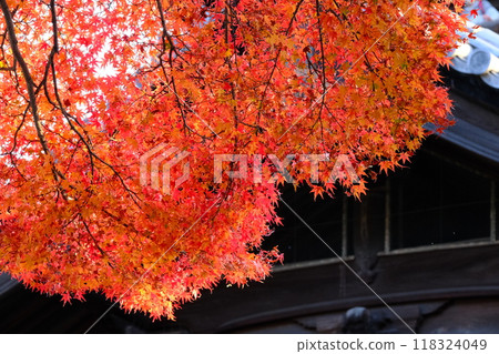 Image of seasonal autumn leaves shining against the building 118324049