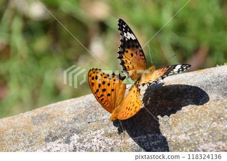 Brenthis daphne (copulation) / The mating of the leopard-patterned butterflies 118324136