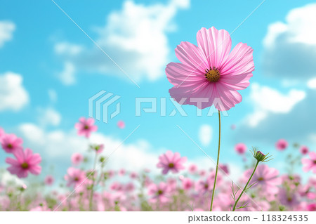 粉紅色的波斯菊在藍天的映襯下綻放 118324535