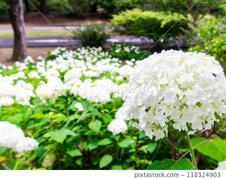 為雨季增添色彩的風景 色彩繽紛、美麗的繡球花 為雨季增添色彩的風景 色彩繽紛、美麗的繡球花 118324903