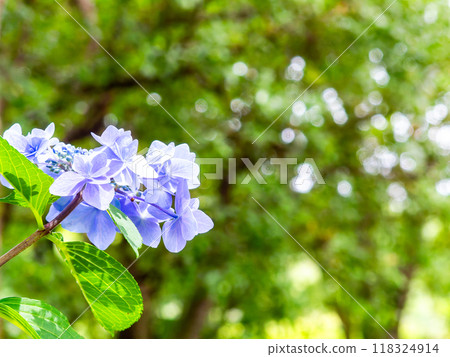 Scenery that colors the rainy season Colorful and beautiful hydrangeas 118324914