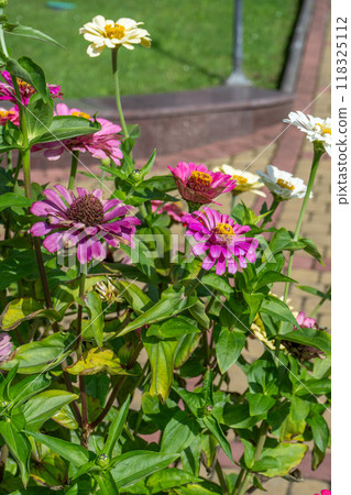 Zinnia flower. Flowerbed in the garden. 118325112