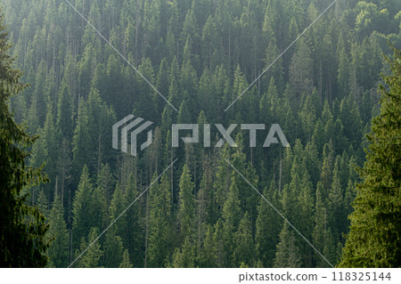 Pine in the Carpathian mountains. Green forest nature 118325144