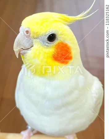 Cockatiel staring at something Cockatiel staring at something 118325162