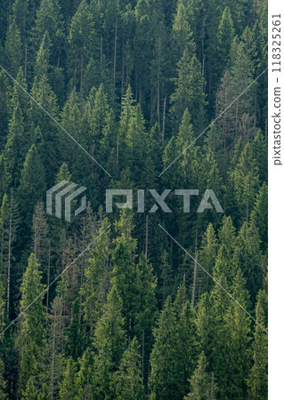 Pine in the Carpathian mountains. Green forest nature Pine in the Carpathian mountains. Green forest nature 118325261