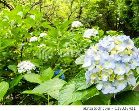 為雨季增添色彩的風景 色彩繽紛、美麗的繡球花 118325421