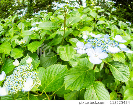 Scenery that colors the rainy season Colorful and beautiful hydrangeas 118325424