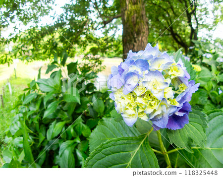 為雨季增添色彩的風景 色彩繽紛、美麗的繡球花 為雨季增添色彩的風景 色彩繽紛、美麗的繡球花 118325448
