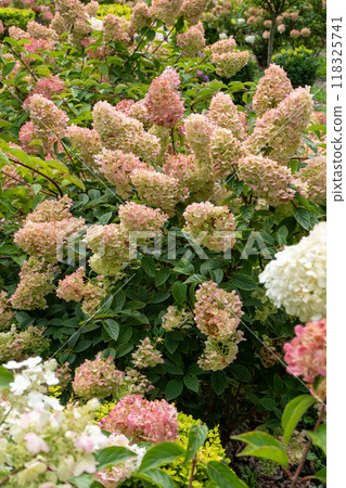Hydrangeas bloom garden. Pink bud Hydrangea flower. 118325741