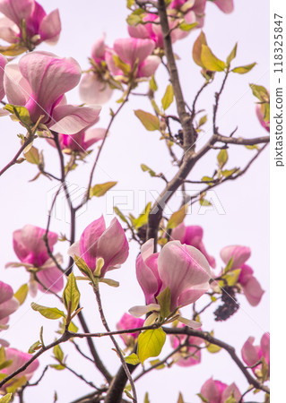 Pink magnolia flowers. Flower bud on a tree branch in the garden. Pink magnolia flowers. Flower bud on a tree branch in the garden. 118325847