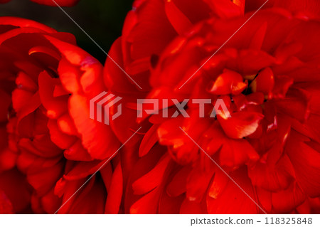 Red tulip flower background Petal bud Red tulip flower background Petal bud 118325848