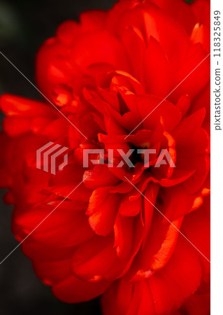 Red tulip flower background Petal bud Red tulip flower background Petal bud 118325849