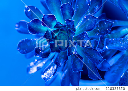 Flower Aeonium Schwarzkopf succulent. Leaves plant. Flower Aeonium Schwarzkopf succulent. Leaves plant. 118325850