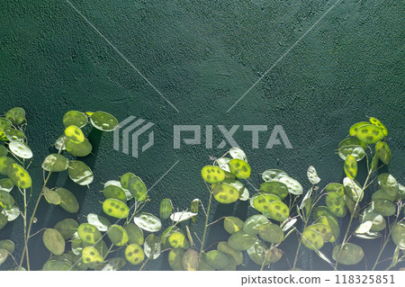 Green leafy background. Lunaria leaves. Dried flower plant. Green leafy background. Lunaria leaves. Dried flower plant. 118325851