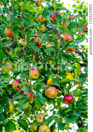 Red apples on the tree. Red apples on the tree. 118325903