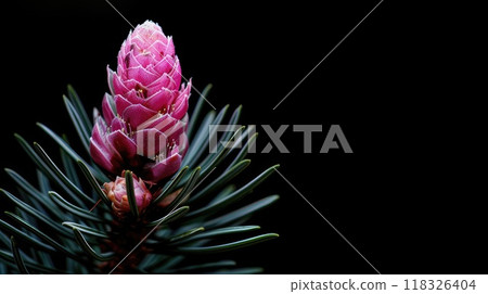 Pine bud. Generative AI Pine bud. Generative AI 118326404