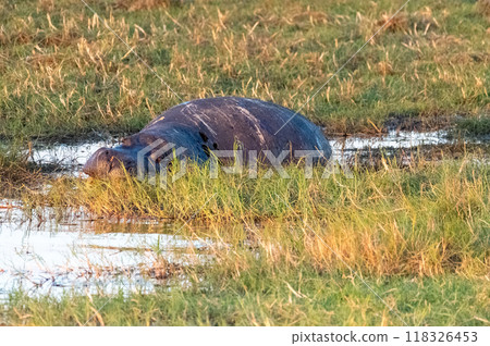 Dead Hippo in the Chobe river 118326453
