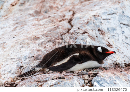 Gentoo Penguin colony on Cuverville island Gentoo Penguin colony on Cuverville island 118326470
