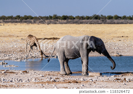African Elephant drinking at a waterhole African Elephant drinking at a waterhole 118326472