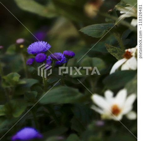 Wildflower Wildflower 118326481