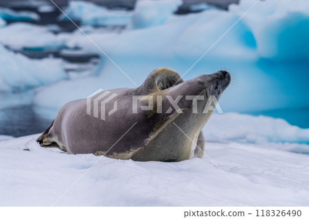 Crabeater Seal resting on a sheet of ice 118326490