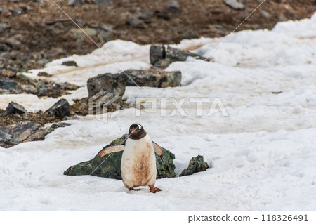 Gentoo colony at Danco Island 118326491