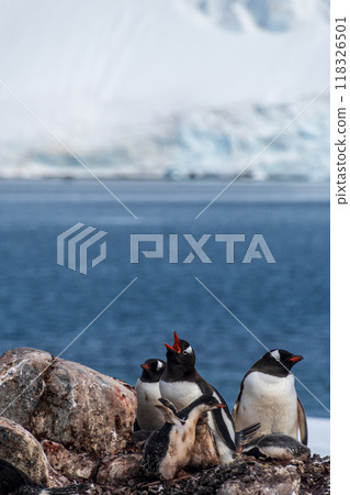 Gentoo Penguin Colony at Sierra Cove 118326501