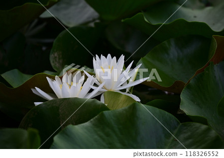 白蓮花 白蓮花 118326552