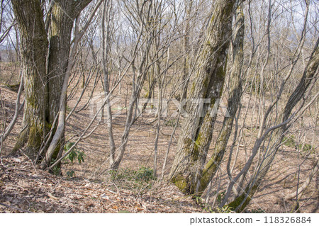 Dead trees in the spring mountains with soil visible 118326884