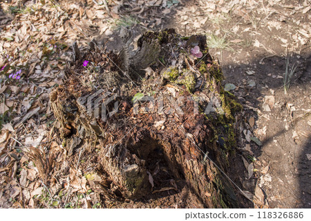 Spring mountain stump 118326886
