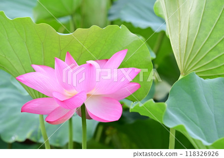 透過樹葉偷看的蓮花 118326926