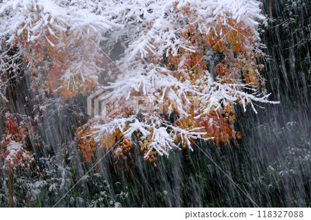 秋天的落葉和降雪的圖像 118327088