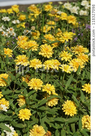 Flower of Hinaki Flower of Hinaki 118327098