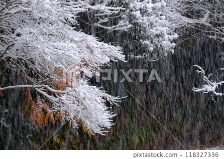 Images of autumn leaves and snow cover Images of autumn leaves and snow cover 118327336