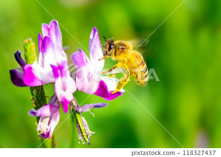 Lotus grass and bee Lotus grass and bee 118327437