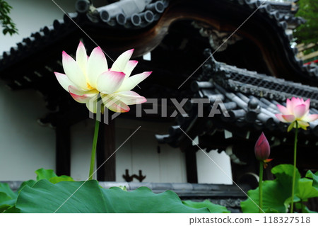 Lotus flowers at Nakayama Kannon 118327518