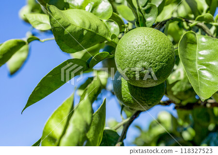 洛斯卡沃斯 118327523