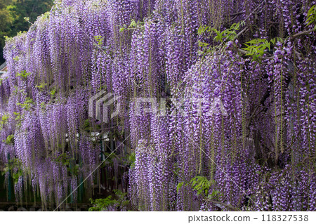 筱田神社的紫藤花 118327538
