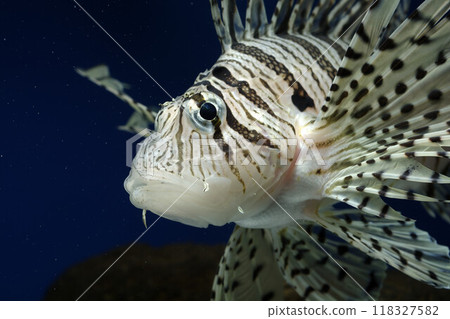 Minokasago Casago fish魚 Minokasago Casago fish魚 118327582