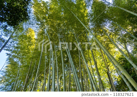 Bamboo forest with young bamboo growing Bamboo forest with young bamboo growing 118327621