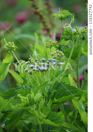 Ageratum flowers beginning to bloom 118327742