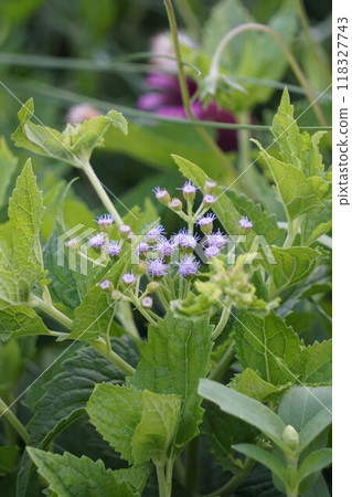Ageratum flowers beginning to bloom 118327743