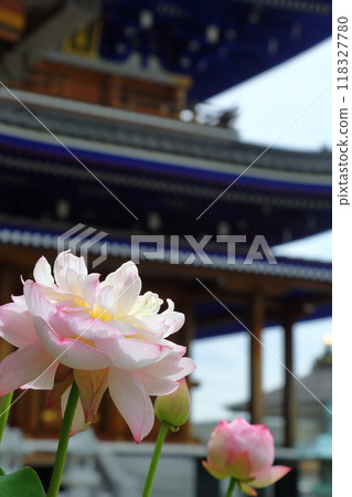 中山觀音蓮花 中山觀音蓮花 118327780