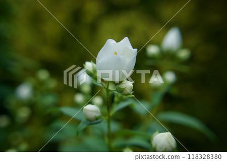 5月19日(2024年)梅花含苞欲放。花的語言是「優雅」、「懷舊」、「芬芳」。 5月19日(2024年)梅花含苞欲放。花的語言是「優雅」、「懷舊」、「芬芳」。 118328380