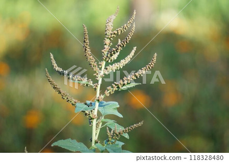 Flower spike of the hawkweed 118328480