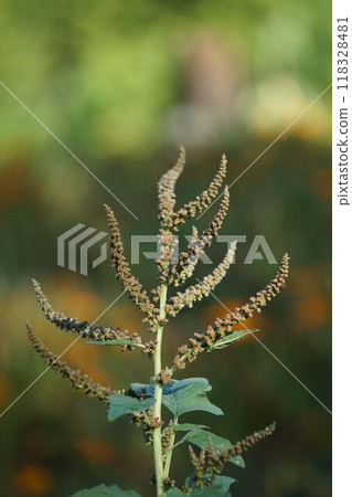 鬱金香的花穗 鬱金香的花穗 118328481