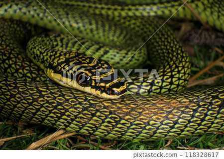 reptile, snake, animal 118328617