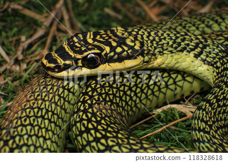 reptile, snake, animal 118328618